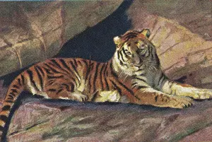 Collectible tobacco card, East Siberian Tiger, Jasmatzi Cigarettes, 1928