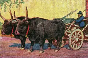Collectible tobacco card, Farmer Driving Oxcart, Sardinia, Italy, Sulima Cigarettes, 1927