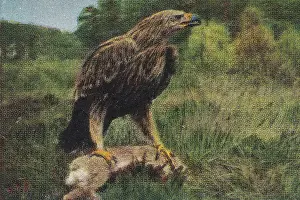 Collectible tobacco card, Imperial Eagle, Salem Cigarettes, 1927