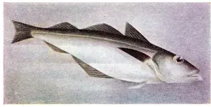 Collectible trade card, Pollock, the Fish We Eat series, 1954