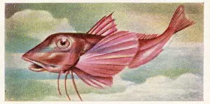 Collectible trade card, Red Gurnard, the Fish We Eat series, 1954