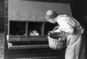 Collecting Eggs