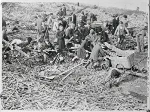 Plymouth Prints: Collecting Firewood