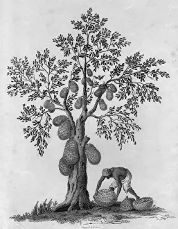 Collecting Gourds