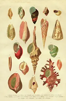 Animal Shell Prints: Collection of different snail shells mollusk engraving