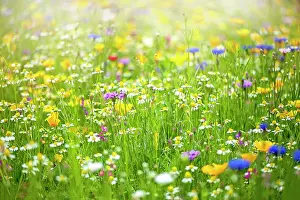 Prints of Wildflower Meadows, 996286092 Wildflower Meadow Prints: A collection of wildflowers in a meadow in the hazy summer sunshine