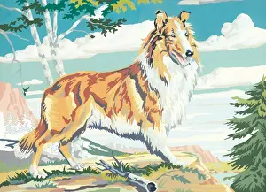 Collie Prints: Collie