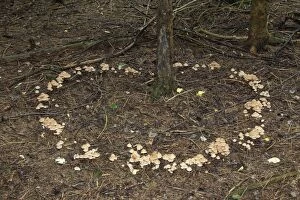 Images Dated 29th August 2014: Collybia confluens mushrooms form a so-called fairy ring, Allgau, Bavaria, Germany