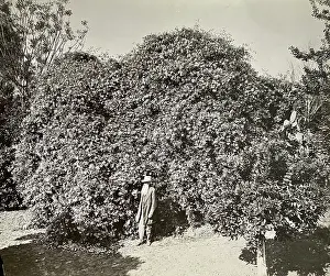 Time Captured: Vintage Art: Colonel Rust with his rose species, Gold of Ophir, ca. 1895