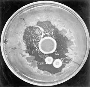 Bacteria Prints: Colonies Of Penicillium Notatus