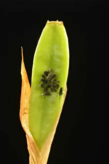 Colony of adult Aphids -Aphididae- on a Lily -Lilium-, pest, Baden-Wurttemberg, Germany
