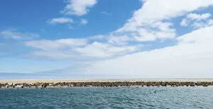 Colony of Brown Fur Seals or Cape Fur Seals -Arctocephalus pusillus- on a sandbank, near Walvis Bay, Namibia