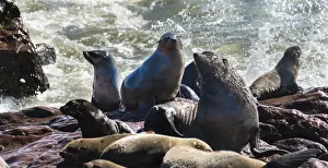 Pinniped Prints: Colony of Brown Fur Seals or Cape Fur Seals -Arctocephalus pusillus