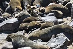 Caniformia Prints: Colony of Brown Fur Seals or Cape Fur Seals -Arctocephalus pusillus