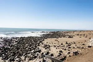 Caniformia Prints: Colony of Brown Fur Seals or Cape Fur Seals -Arctocephalus pusillus