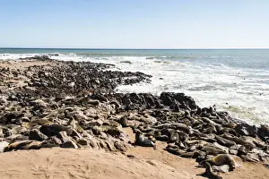 Caniformia Prints: Colony of Brown Fur Seals or Cape Fur Seals -Arctocephalus pusillus