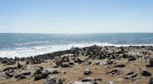 Caniformia Prints: Colony of Brown Fur Seals or Cape Fur Seals -Arctocephalus pusillus