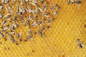 Honeycomb Prints: Colony of Honey Bees -Apis mellifera var carnica- on fresh honeycomb with honey