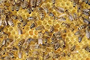 Colony of Honey Bees -Apis mellifera var carnica- on fresh honeycomb with honey