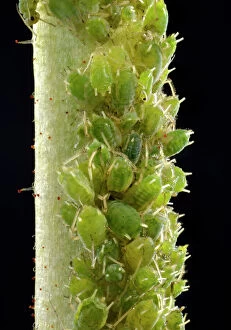 Pest Collection: Colony of small Permanent Currant Aphids -Aphidula schneideri-, pests, macro shot