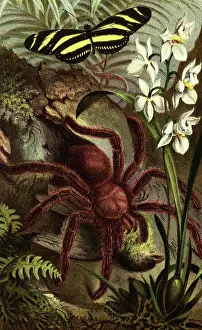 Orchid Prints: Color Illustration of Crab-Spider Eating a Bird