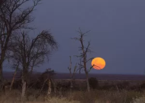 Images Dated 12th July 2014: Color Image, Colour Image, Horizontal, Landscape, Madikwe Game Reserve, Moon, Moon rising