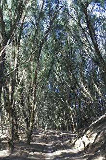 Images Dated 17th December 2011: color image, day, dune, forest, kwa zulu natal, landscape, no people, outdoors, photography