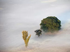 Images Dated 6th July 2011: color image, photography, fog, landscape, tree, field, tranquility, scenics, beauty in nature