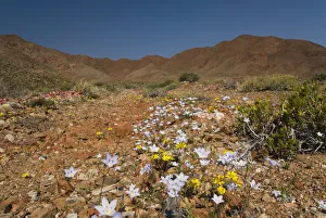 Images Dated 19th September 2007: color image, photography, multi colored, south africa, desert, wildflower, landscape