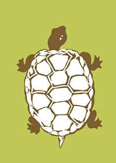 Color Turtle