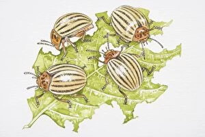 Nourishment Collection: Four Colorado Beetles (Leptinotarsa decemlineata) feeding on a potato leaf