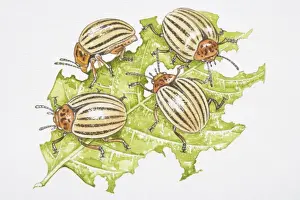 Destruction Prints: Four Colorado Beetles (Leptinotarsa decemlineata) feeding on a potato leaf