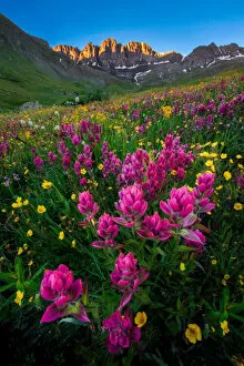 Piriya Wongkongkathep (Pete) Landscape Photography Collection: Colorado wildflowers