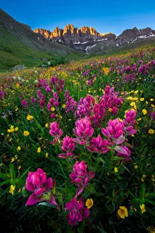 Images Dated 4th August 2015: Colorado wildflowers