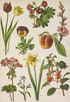 Fuchsia Prints: Colored board with drawings of different plants