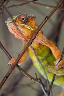 Images Dated 25th August 2018: Colorful chameleon in a tree