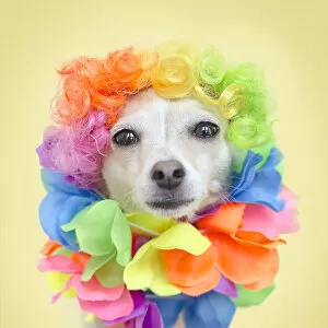 Images Dated 19th July 2015: Colorful Chihuahua
