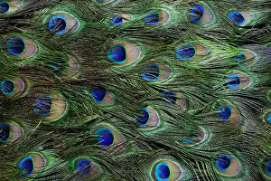 Images Dated 20th December 2011: Colorful and Distinctive Peacock Tail Feathers
