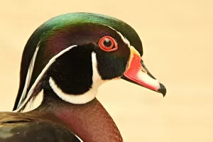 Images Dated 21st April 2012: Colorful duck