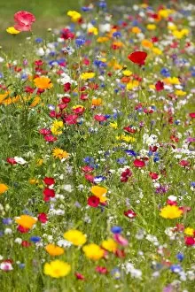 Images Dated 3rd July 2014: Colorful flower meadow, Lower Saxony, Germany