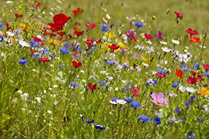 Images Dated 3rd July 2014: Colorful flower meadow, Lower Saxony, Germany