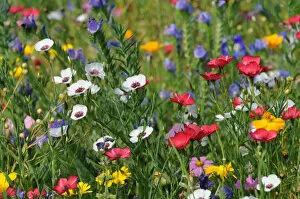 Images Dated 26th July 2012: Colorful flower meadow in summer
