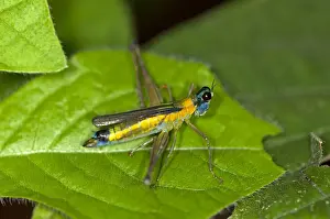Colorful grasshopper -Eumastax vittata napoana-, Tiputini rainforest, Yasuni National Park, Ecuador, South America