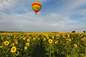 Colorful Hot Air Balloon over a field of yellow sunflowers in the early morning in Magaliesburg, Gauteng Province