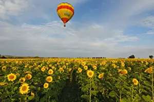 Flower Head Prints: Colorful Hot Air Balloon over a field of yellow sunflowers in the early morning in Magaliesburg
