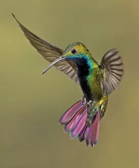 Beautiful Bird Species Gallery: Colorful Humming bird