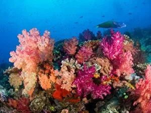 Images Dated 6th September 2015: Colorful soft coral Fiji reef