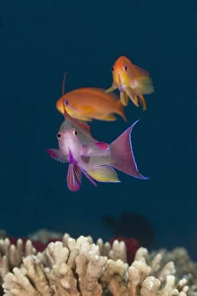 Colorful tropical fish (Anthias) on coral reef