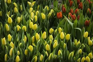 Images Dated 17th January 2014: The Colorful Tulips of Holland