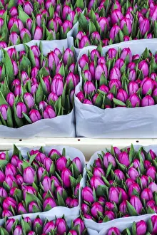Tulip Prints: The Colorful Tulips of Holland
